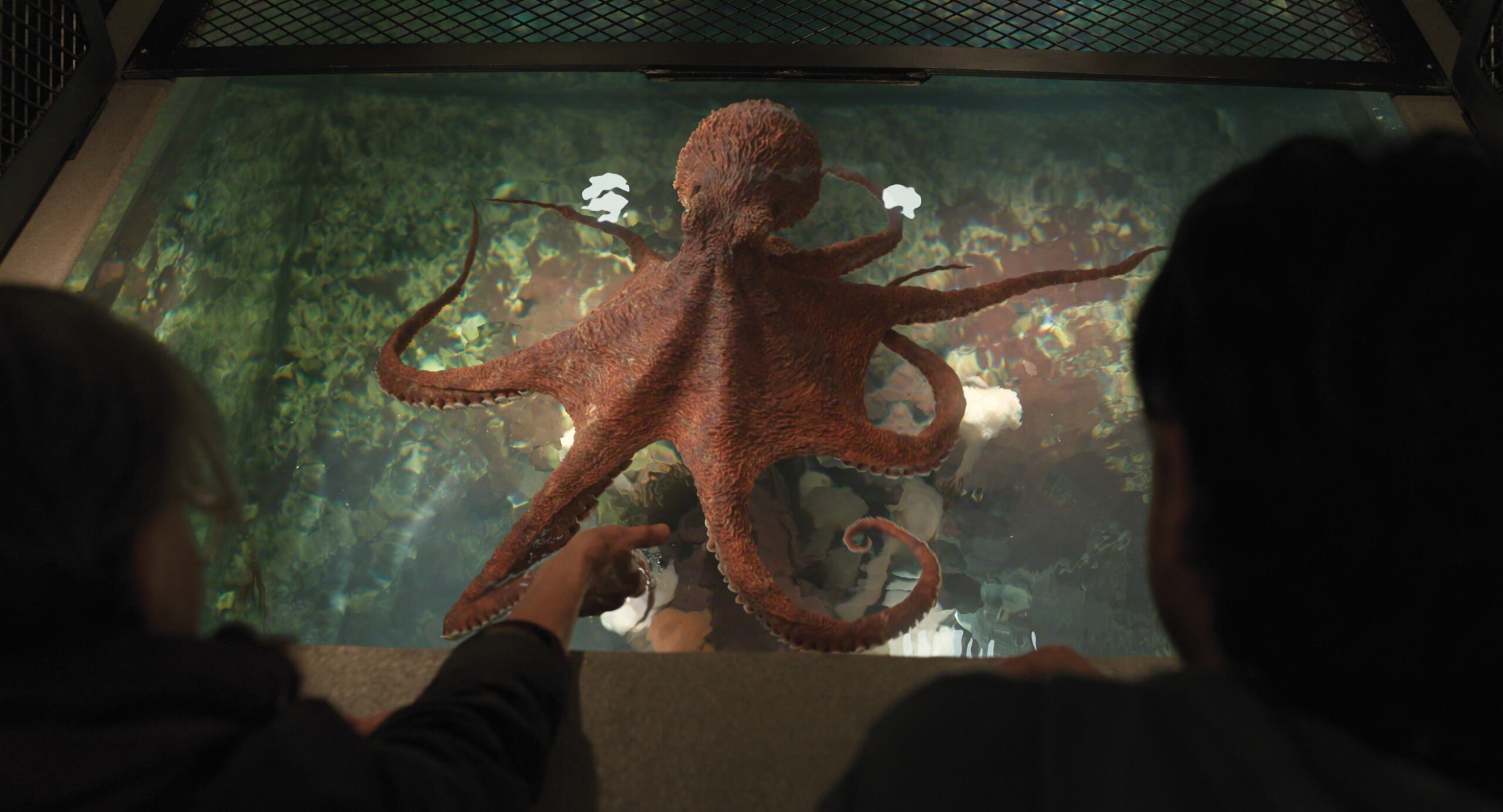 Creature Luminose: recensione del film Netflix con Sally Field