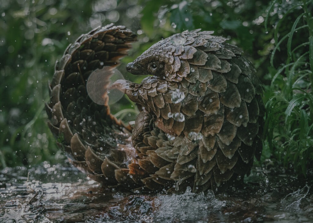 Scena del documentario Pangolin Kulu's Journey proiettato al festival
