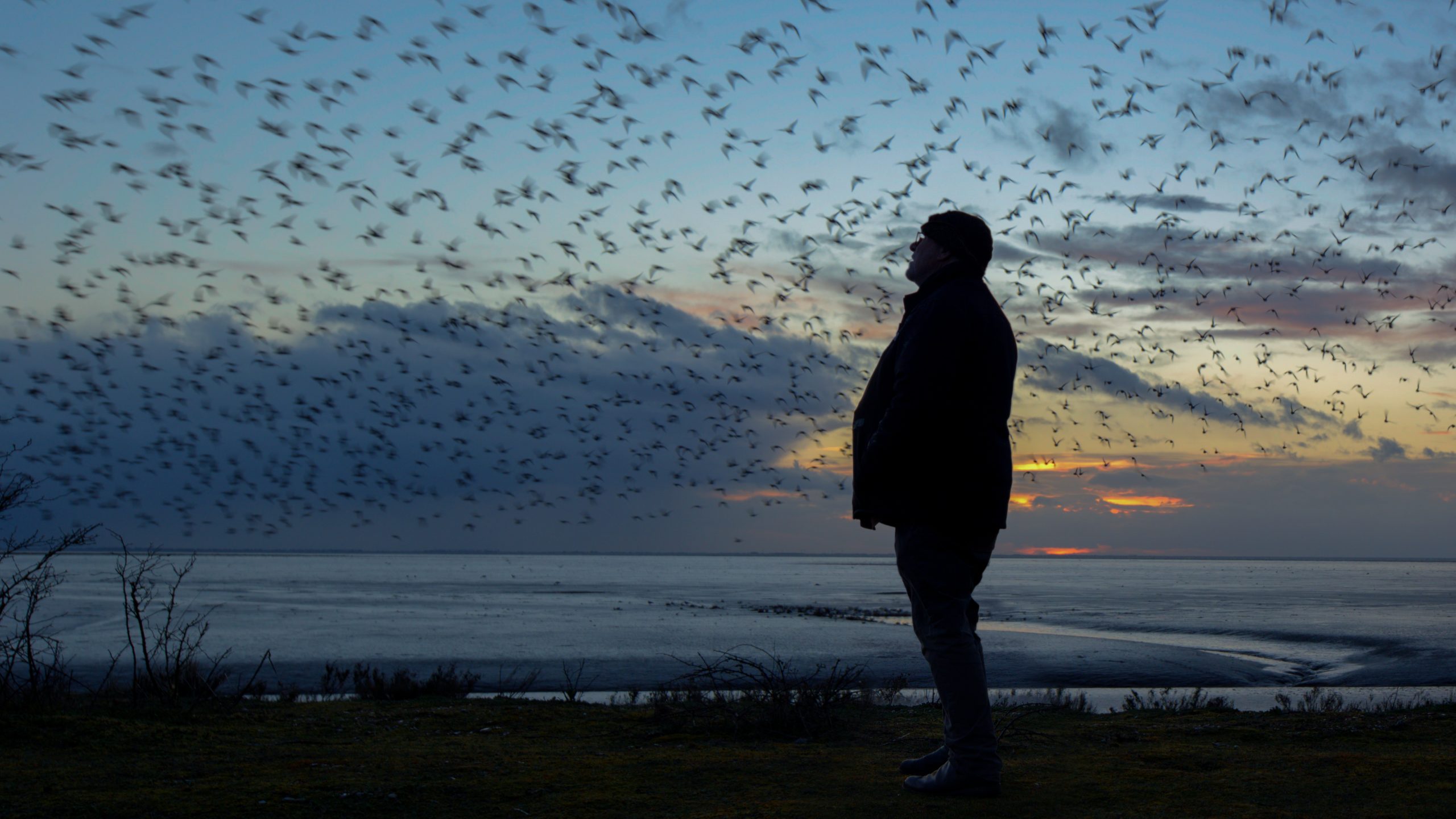 Scena del documentario The Birds