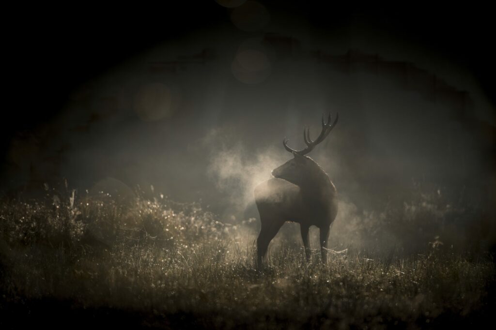 Scena del documentario Whispers in the Woods